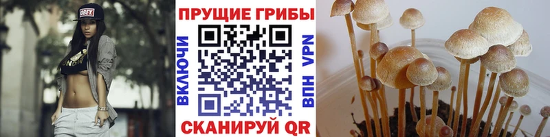 купить наркотик  Курильск  Псилоцибиновые грибы ЛСД 
